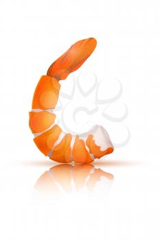 Shrimp on a white background. Vector illustration