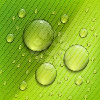 Green floral background. Raindrops on the leaves. Vector illustration. 