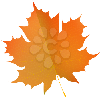 Orange autumn maple leaf on a white background. Symbol of autumn. The concept of change of the seasons. Stock vector illustration