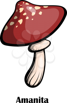 Color vector image of mushroom on a white background. Poisonous mushroom amanita 
spotted with red hat on the leg. Stock vector illustration