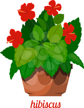 Hibiscus plant in a flowerpot on a white background. Vector image of rose hibiscus with leaves, flowers and clay pot