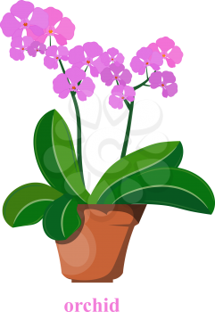 Color image of an orchid in a flowerpot on a white background. Vector illustration of orchid in a clay pot in the style of Cartoon
