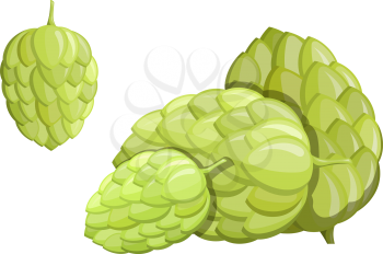 Color image of a green hop flower on a white background. An isolated object of nature, the material for beer and alcoholic beverages. Vector illustration