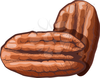 Color image of a group of pecan nuts on a white background. Healthy and dietary food. The element of proper nutrition. Vector illustration of a walnut fruit