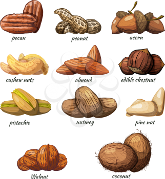 Large set of color images of nuts on a white background Vector illustration of hand drawing of fruits of peanut chestnut, cashew, pecan, walnut,  coconut, acorn, pistachio, almond, coconut,  pine nuts