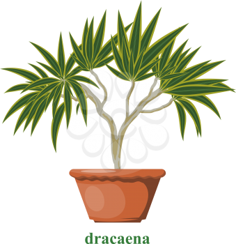 Color image of dracene in a clay pot on a white background. Isolated object. Dracaena in Cartoon style. Vector illustration