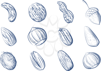 Large set of graphic images of nuts on a white background Vector illustration of hand drawing of fruits of peanut, chestnut, cashew, pecan, walnut, brazil nut, coconut, acorn, pistachio, almond