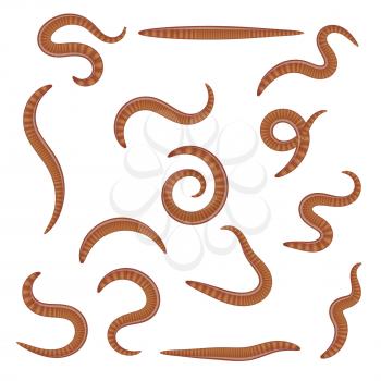 Set of earthworms in different positions on a white background. Isolated insects. Collection of dung worms. Vector illustration
