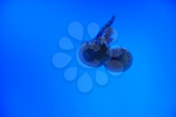 Danger wild jellyfish in the deep sea