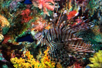 Beautiful lion fish in the corals