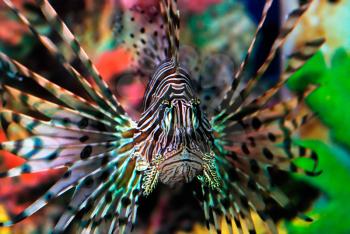 Beautiful lion fish in the corals