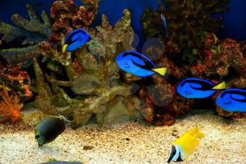 Beautiful blue fishes in the deep sea