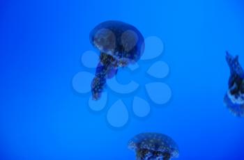 Three jellyfish in blue sea as a concept of wildlife
