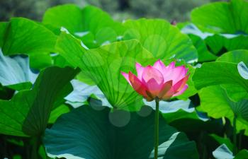 Beautiful pink lotus is a water flower 