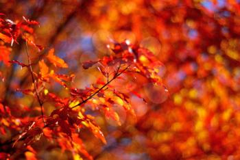 Red maple leaves as a background or concept of wild nature