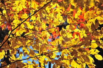 Yellow leaves on the tree as a background