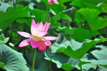 Beautiful pink lotus is a water flora