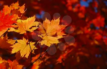Yellow maple leaves on the forest background