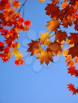 Yellow maple leaves on the sky background
