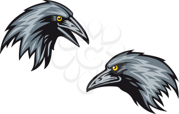 Heads of two blackbirds, jackdaws or ravens in profile with sharp beaks and yellow eyes, vector illustration on white