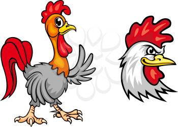 Two colorful roosters, one young one strutting along waving a wing and the head of a fierce looking cock, vector illustration on white