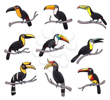Toucan exotic bird isolated icons of tropical jungle animals vector design. Toucanet, aracari, toco and choco toucan sitting on branches, birds with yellow beaks, black feathers on wings and tails