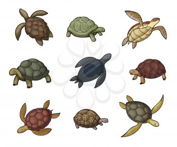 Sea turtle, tortoise and terrapin cartoon icons of wild animals. Vector reptiles with shells, feet or flippers, tails, green, black and brown carapaces, land and water turtles of zoo, wildlife design