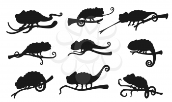 Chameleon vector silhouette icons. Exotic lizard reptiles, chameleon hunting with rolled out tongue sitting on tree branch, zoology park symbol