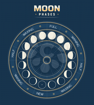 Moon phases, vector calendar of lunar cycles new, waning, half, full and waxing. Astronomy or astrology science, moon phases or stages inside of circle with separated segments. Earth satellite poster