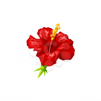 Red hibiscus flower isolated vector, herbal tea and tropical plant design. Rose mallow or Sudanese rose blossom with yellow pistil and green leaves, Hawaiian or Asian flowering shrub, karkade beverage