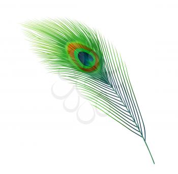 Peacock feather vector design of green plume of peafowl bird train tail with blue and brown eyespot marking. Indian peacock animal plumage, nature and wildlife themes