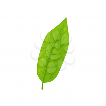 Green tealeaf isolated matcha tea ingredient icon. Vector black or green tea leaf organic plant fresh greenery, Herbal tea sprout, one leave natural aroma tee. Foliage with veins, vegetarian food