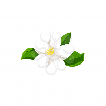 White jasmine flower isolated herbal tea ingredient. Vector blooming plant, flower with yellow middle and green leaves, jasminum icon. Fragrant aromatic jessamine in blossom, realistic tea herb