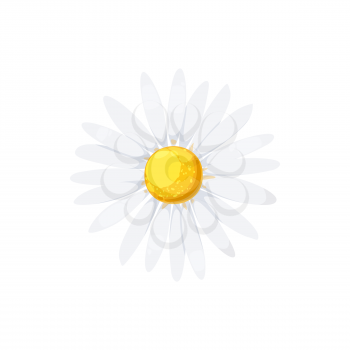 Daisy isolated realistic blooming chamomile icon. Vector flower with white petals and yellow center, camomile blossom head, floral design element. Cartoon aster or gerbera, springtime daisy-flower
