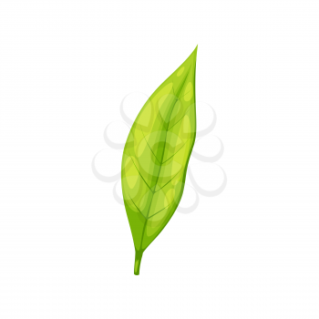 Black or green tea leaf isolated organic plant icon. Vector fresh greenery, springtime foliage with veins, vegetarian food ingredient. Herbal tea sprout, one leave natural aroma matcha tee