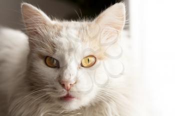 Royalty Free Photo of a Turkish Angora Cat