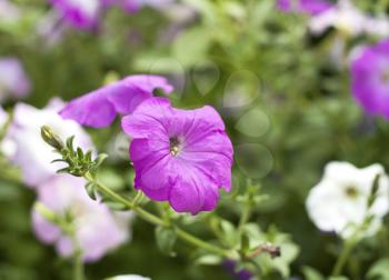 Royalty Free Photo of a Field of Petunias