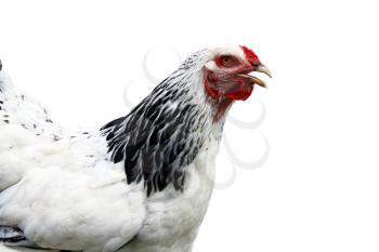 Royalty Free Photo of a Chicken