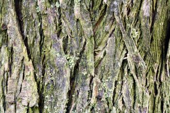Detail of cypress crust. Macro photo