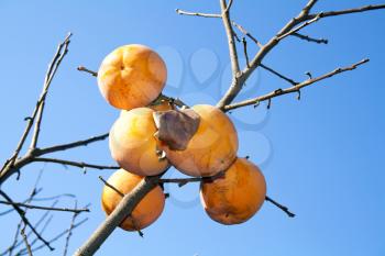 Asian (Kaki) persimmons on the tree
