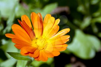 Marigold flower with orange petals