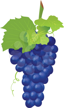 Royalty Free Clipart Image of a Cluster of Grapes