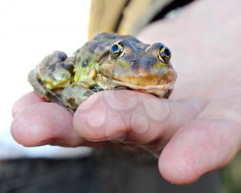 Royalty Free Photo of a Frog on a Hand