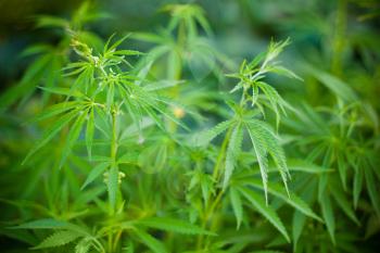 Young cannabis plants green background with DOF