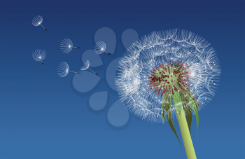Dandelion seeds blown in the blue sky. Vector illustration
