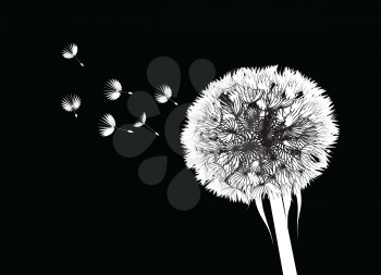 Vector silhouette of a dandelion on a black background