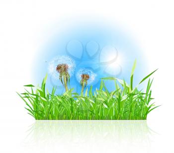 Green grass ith dandelion on white background. Vector