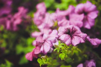 Beautiful petunia flowers in the garden. Photo with depth of field