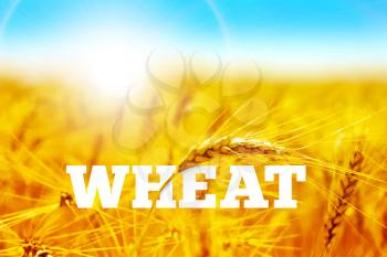 Wheat field with blue sky vector background 