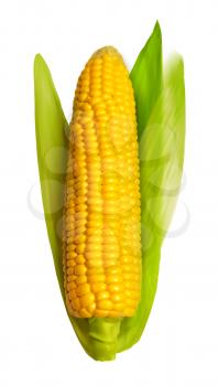 Realistic corn ear isolated on white. Vector illustration